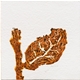 Blatt, braun